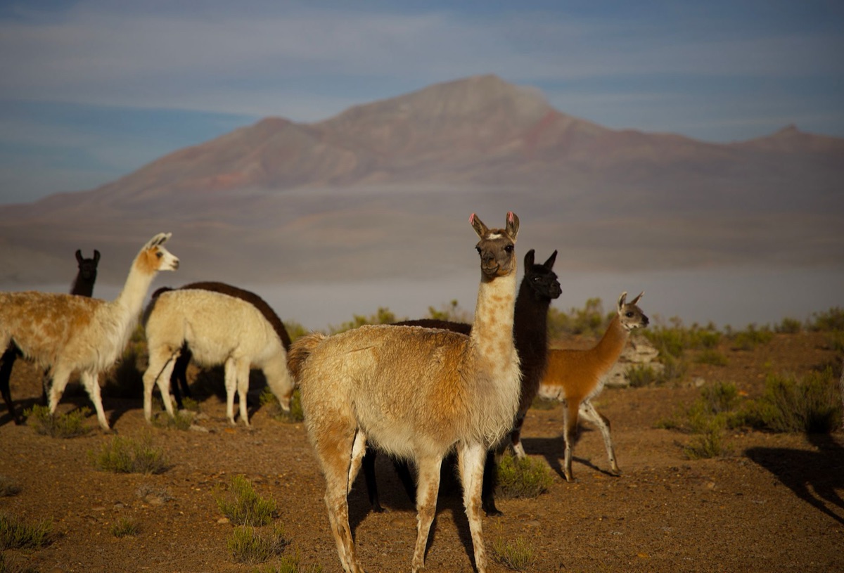 Qwen vs Llama 3.1,      ?