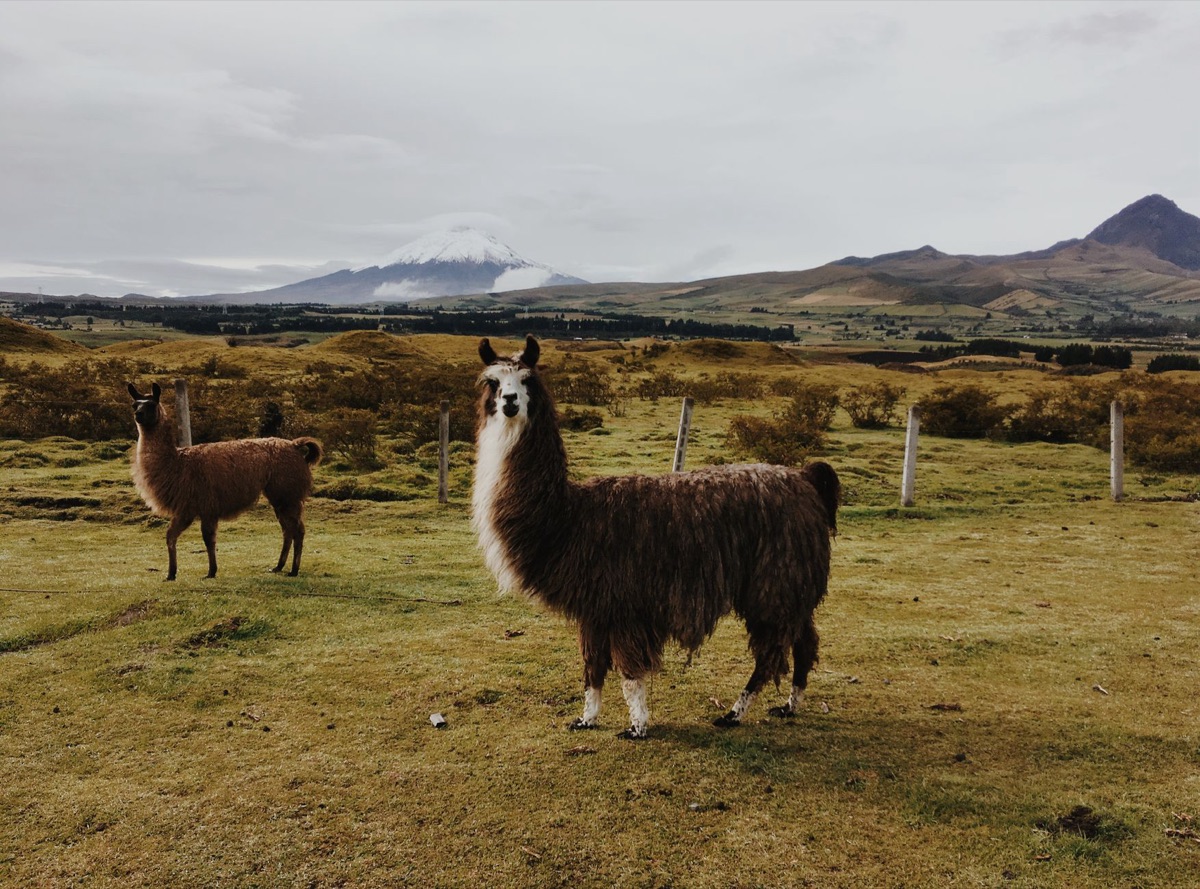 Qwen vs Llama 3.1,      ?