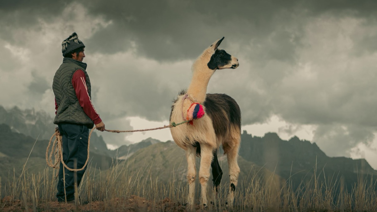 Qwen vs Llama 3.1,      ?