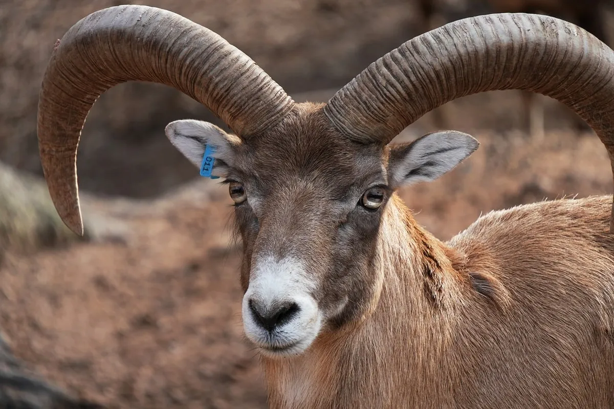 動物、ラム、角、山羊、シープ、野生、brown、生き物、哺乳類、自然、種、動物、フサシ