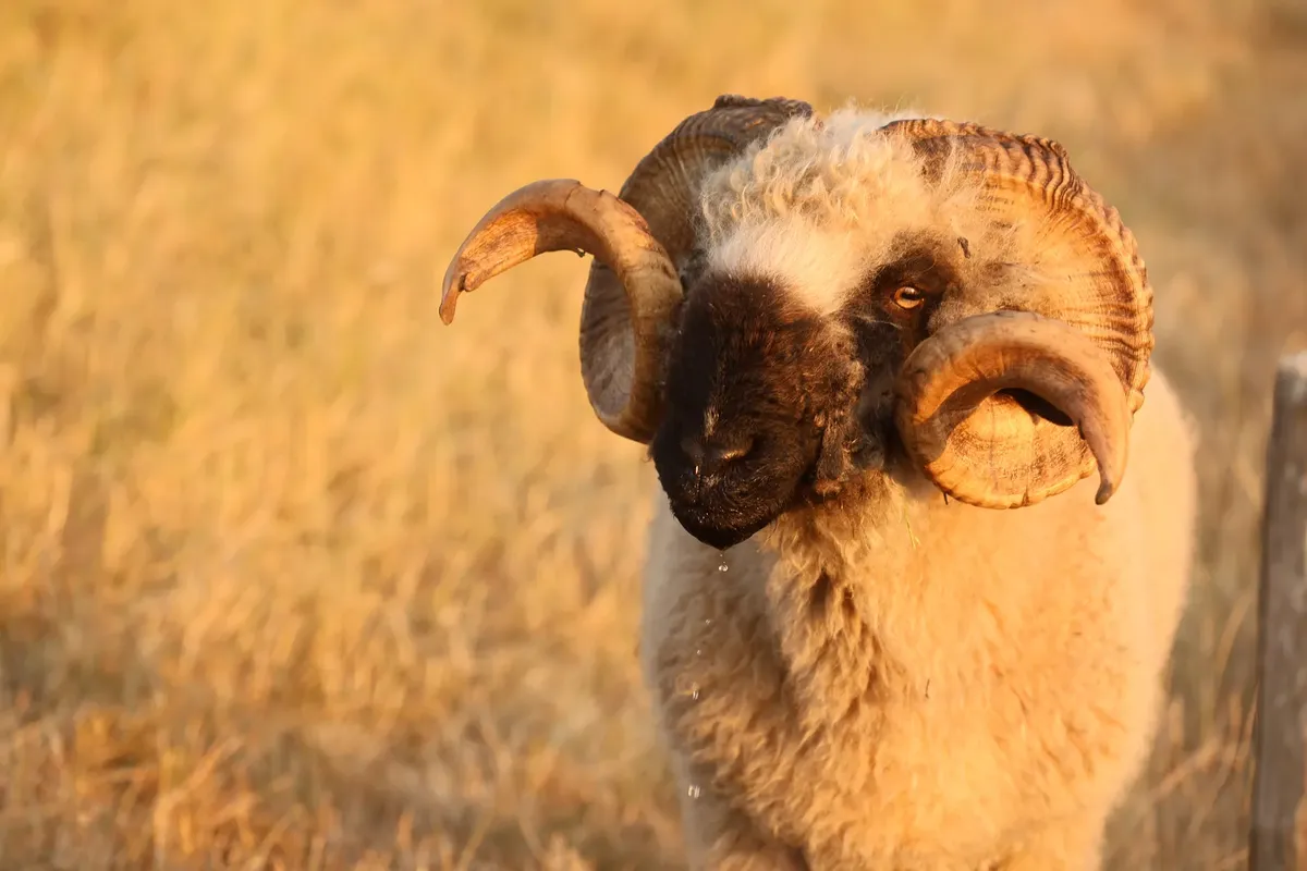 A powerful ram stands proudly in a sunlit meadow with golden tones.