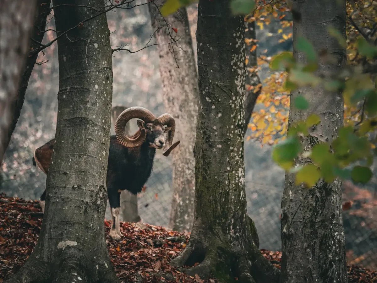 A stunning Mouflon ram stands amidst autumnal trees in a forest setting.
