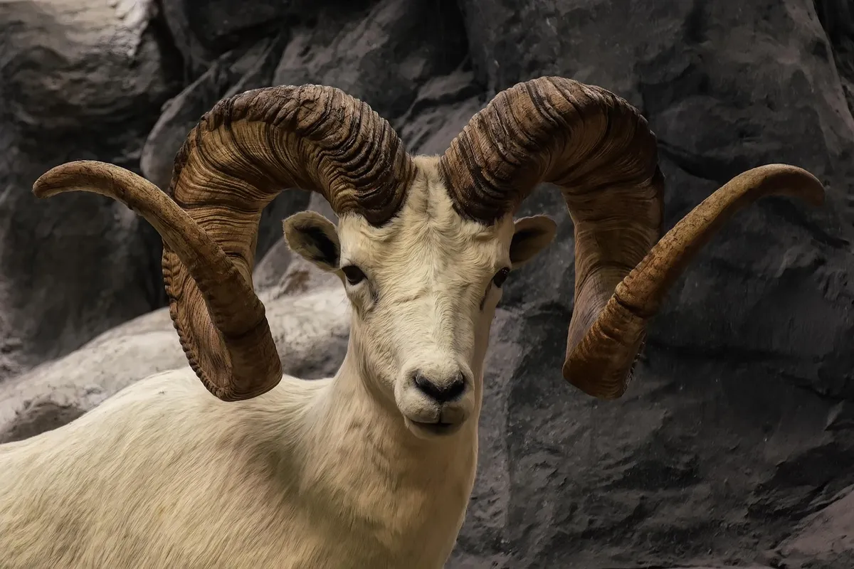 bighorn sheep, wild sheep, ram, wildlife, close up, animal, ovis canadensis, sheep, horns, mammal, nature, bighorn sheep, ram, ram, ram, ram, ram, animal, anima