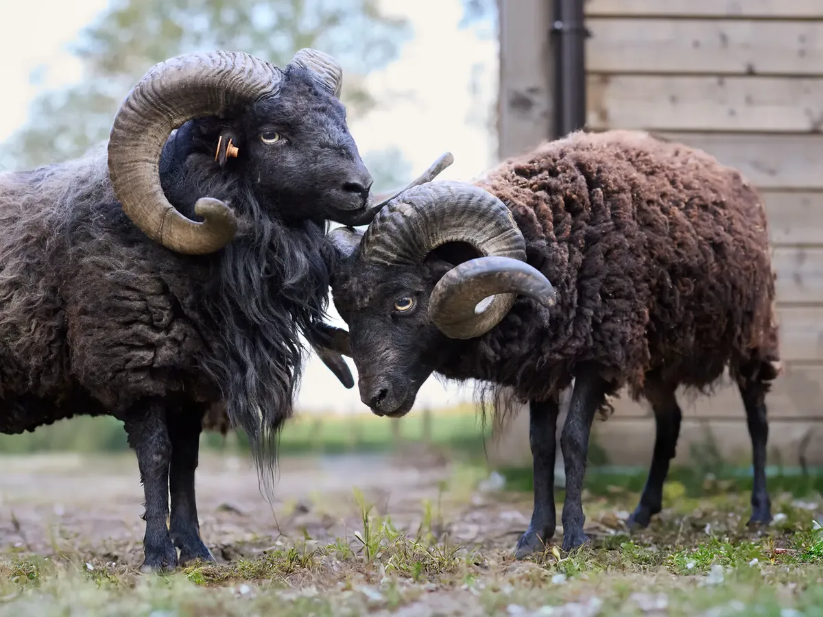 Close-up of two Ouessant rams interacting in a rural outdoor pasture.