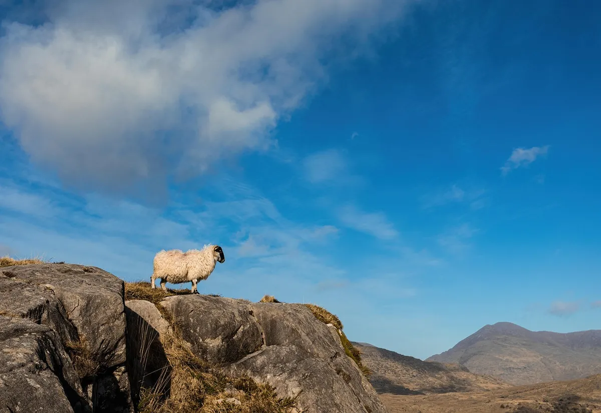 sheep, mountains, rural, ireland, nature, landscape, mountain, animal, livestock, farm animal, sky, clouds, ram, sheep, sheep, sheep, sheep, sheep, ireland, ire